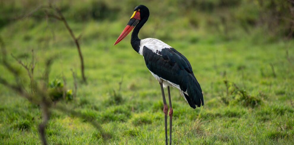 Birding Uganda Safari package