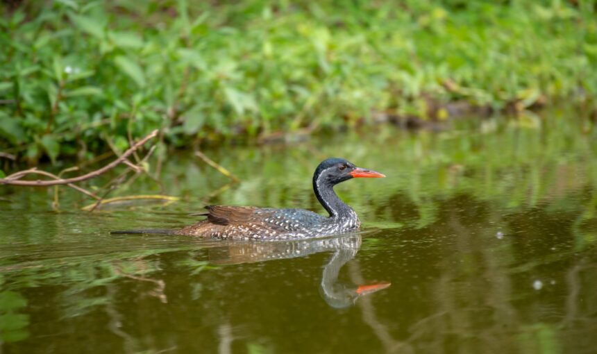 Why Choose a Luxury Queen Elizabeth National Park Safari