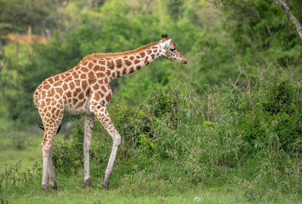 Best luxury safari tours in Uganda