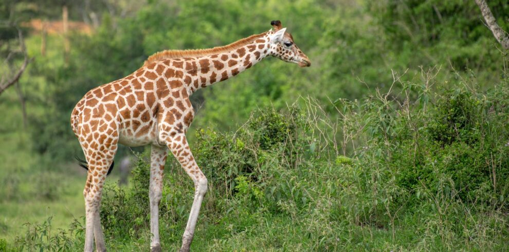 Best luxury safari tours in Uganda