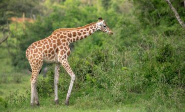 Game drive Uganda Safari
