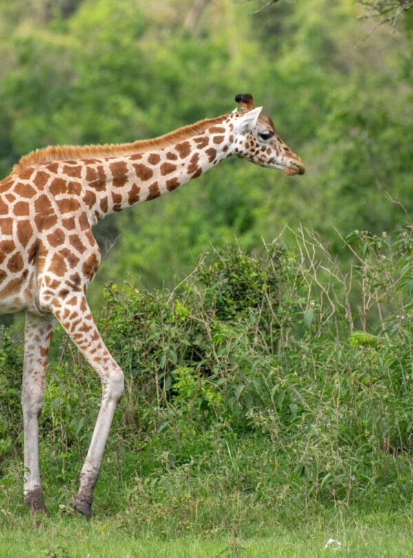 Game drive Uganda Safari