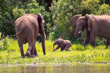 7 Day Uganda Safari