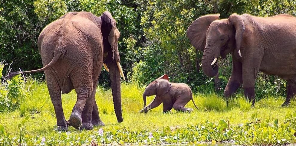 7 Day Uganda Safari