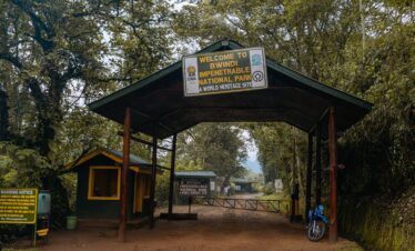 Gorilla Safari in Bwindi