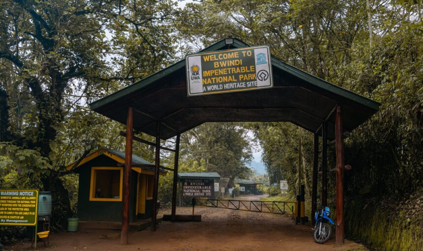 Luxury Gorilla Trekking Uganda: The Ultimate VIP Safari Experience