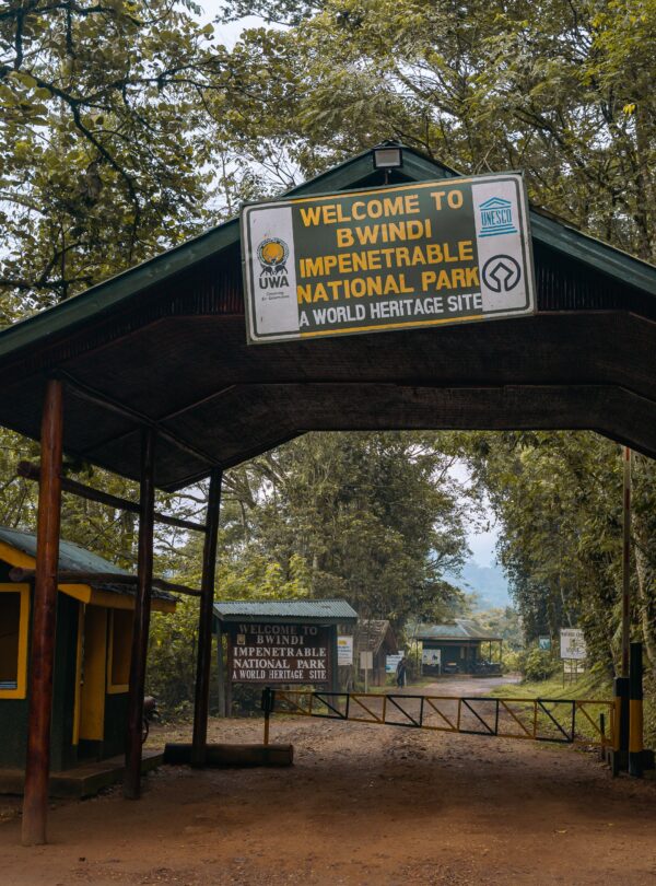 Bwindi Gorilla trekking