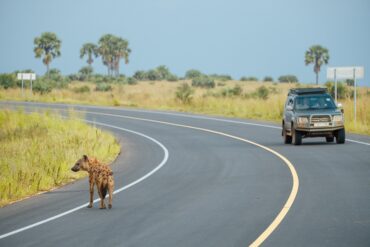 Game drive Uganda Safaris