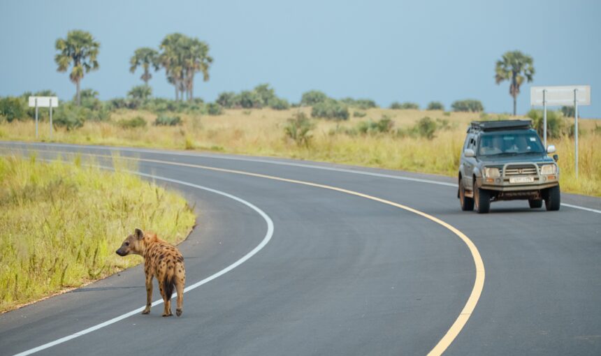 Self Drive Uganda Safari Tips to Know