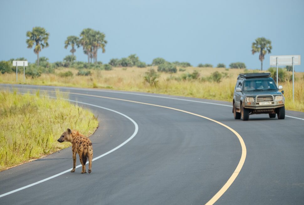 Game drive Uganda Safaris
