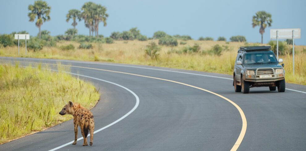 Game drive Uganda Safaris