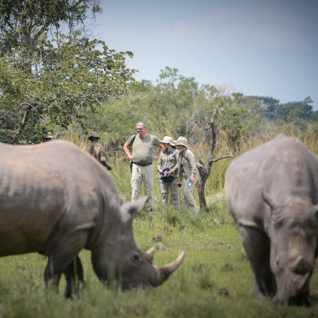 Rhino tracking Safari Uganda