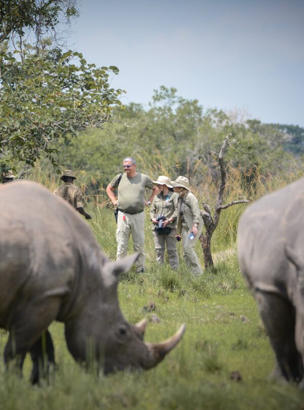 Rhino tracking Safari Uganda