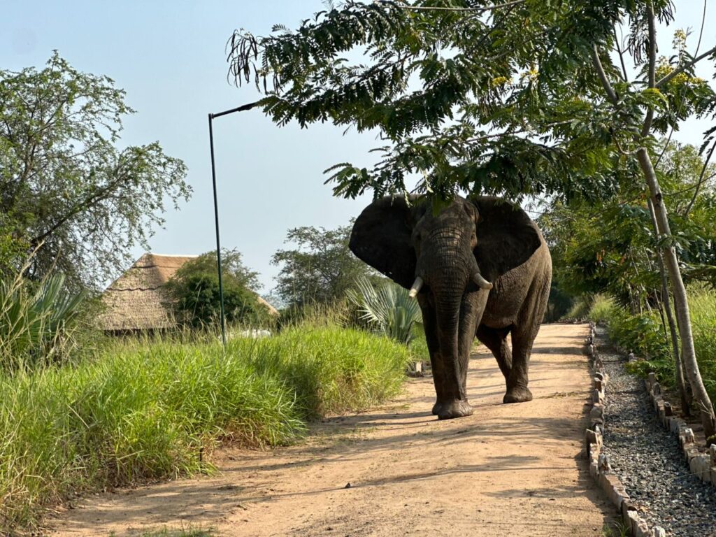 Uganda Queen Elizabeth National Park