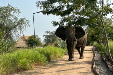 Uganda Queen Elizabeth National Park