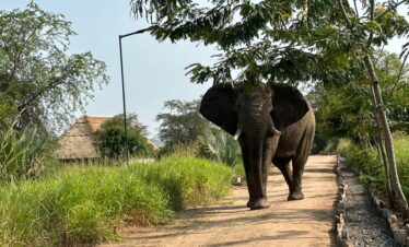 Uganda Queen Elizabeth National Park