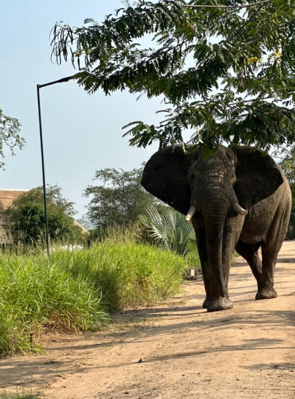 Uganda Queen Elizabeth National Park