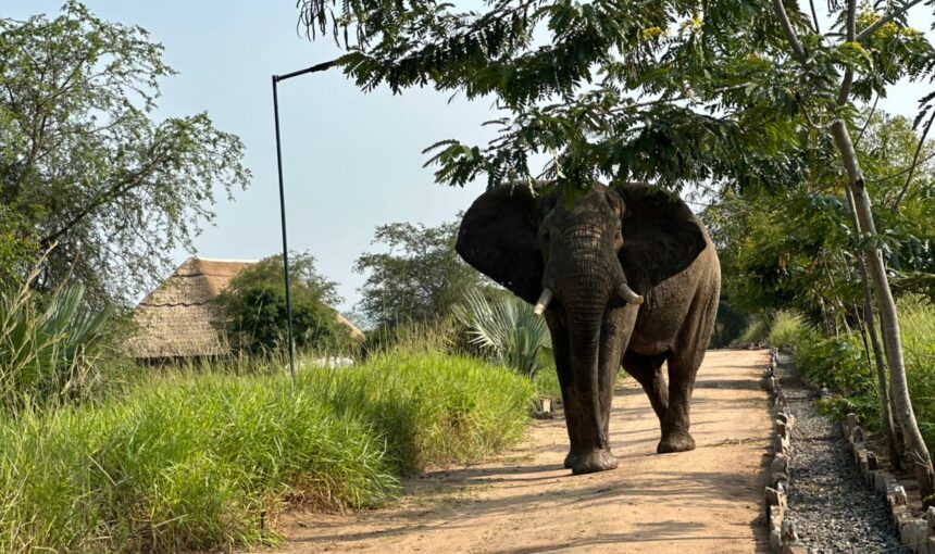 Uganda’s Big Five: Where to Spot Them on Safari