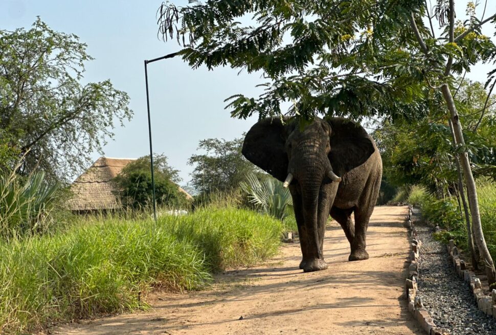 Uganda Queen Elizabeth National Park