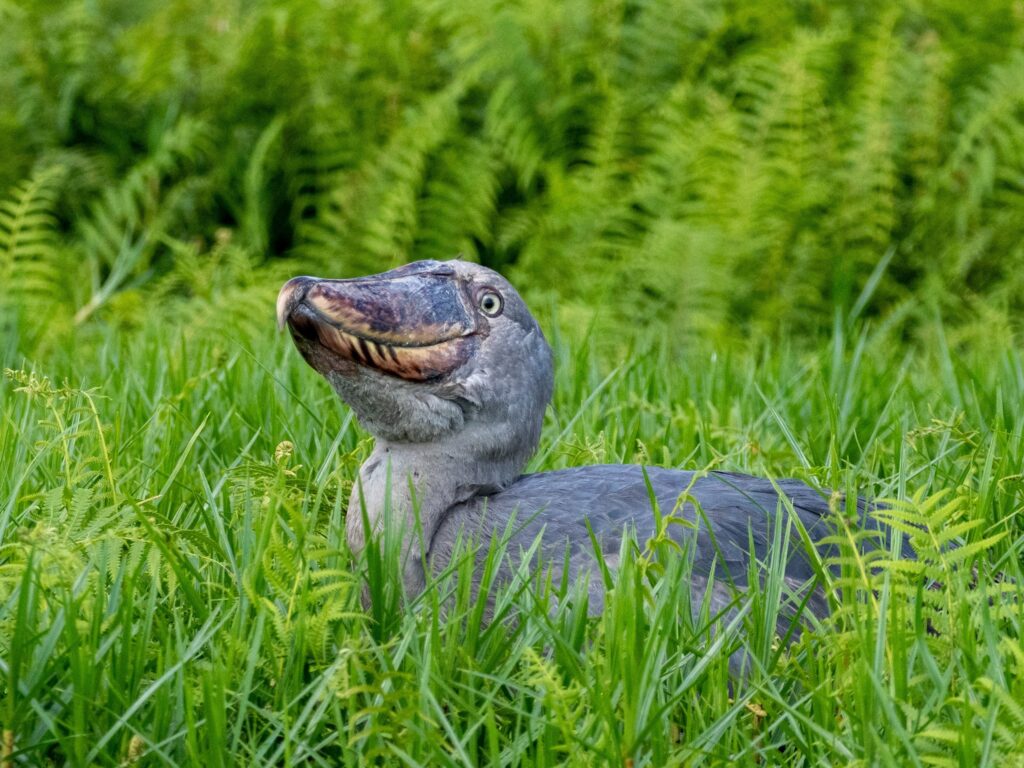 Shoebill Uganda Safari