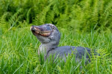 Shoebill Uganda Safari
