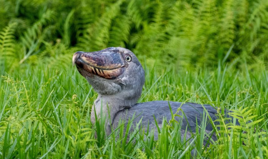 Why Include Mabamba Shoebill for a Uganda Safari Tour