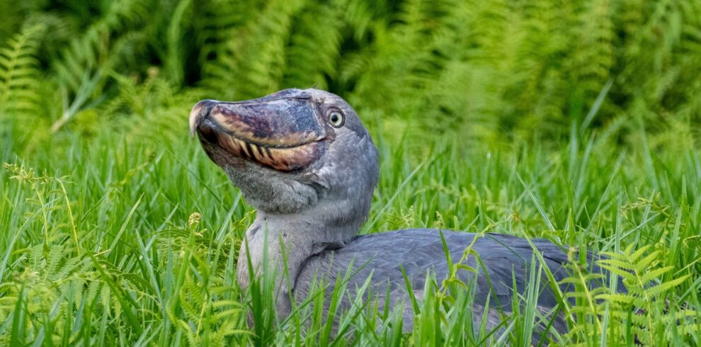 Shoebill Uganda Safari