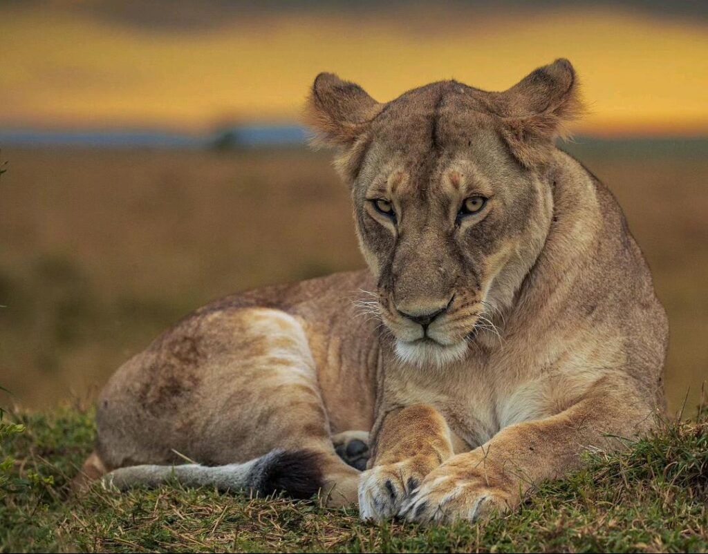 Best Luxury Uganda Safari Package