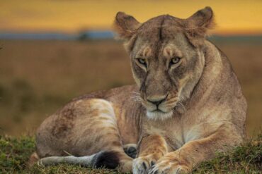Best Luxury Uganda Safari Package