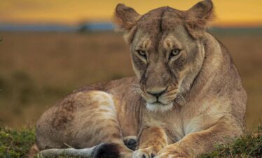 Best Luxury Uganda Safari Package