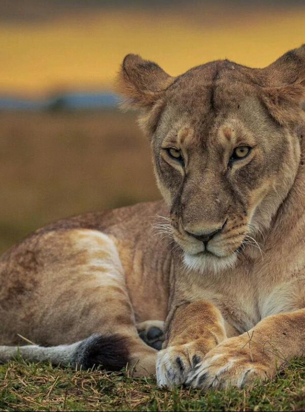 Best Luxury Uganda Safari Package