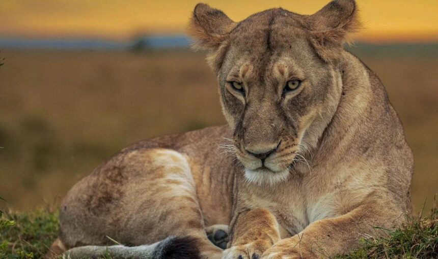 Why Go on a Luxury Uganda Safari Trip?