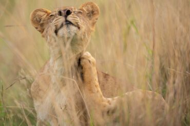 Lion on Uganda Safari Tour