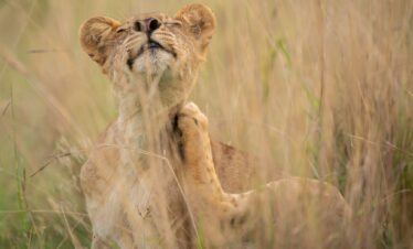 Lion on Uganda Safari Tour