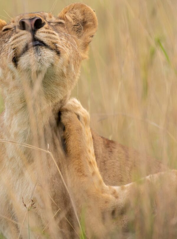 Lion on Uganda Safari Tour