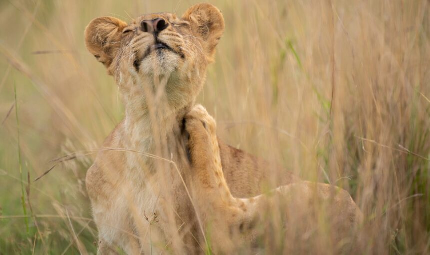 How Much Does a Wildlife Safari in Uganda Cost?