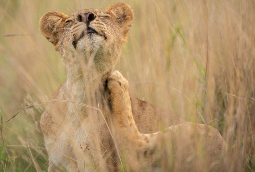 Lion on Uganda Safari Tour