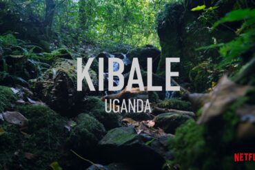 Kibale Forest Chimpanzee Trekking Uganda Safari
