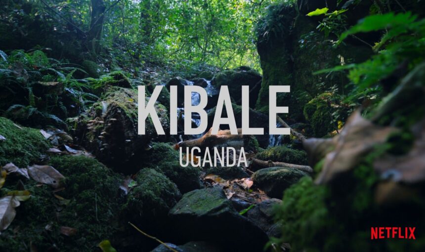 Kibale Forest: Best Chimpanzee Trekking in Uganda