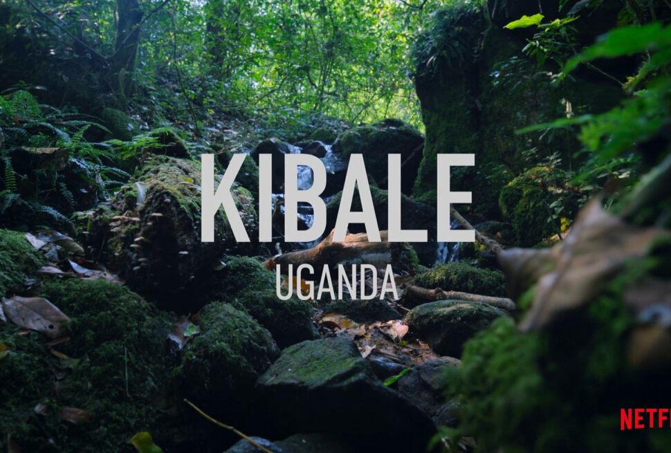 Kibale Forest Chimpanzee Trekking Uganda Safari