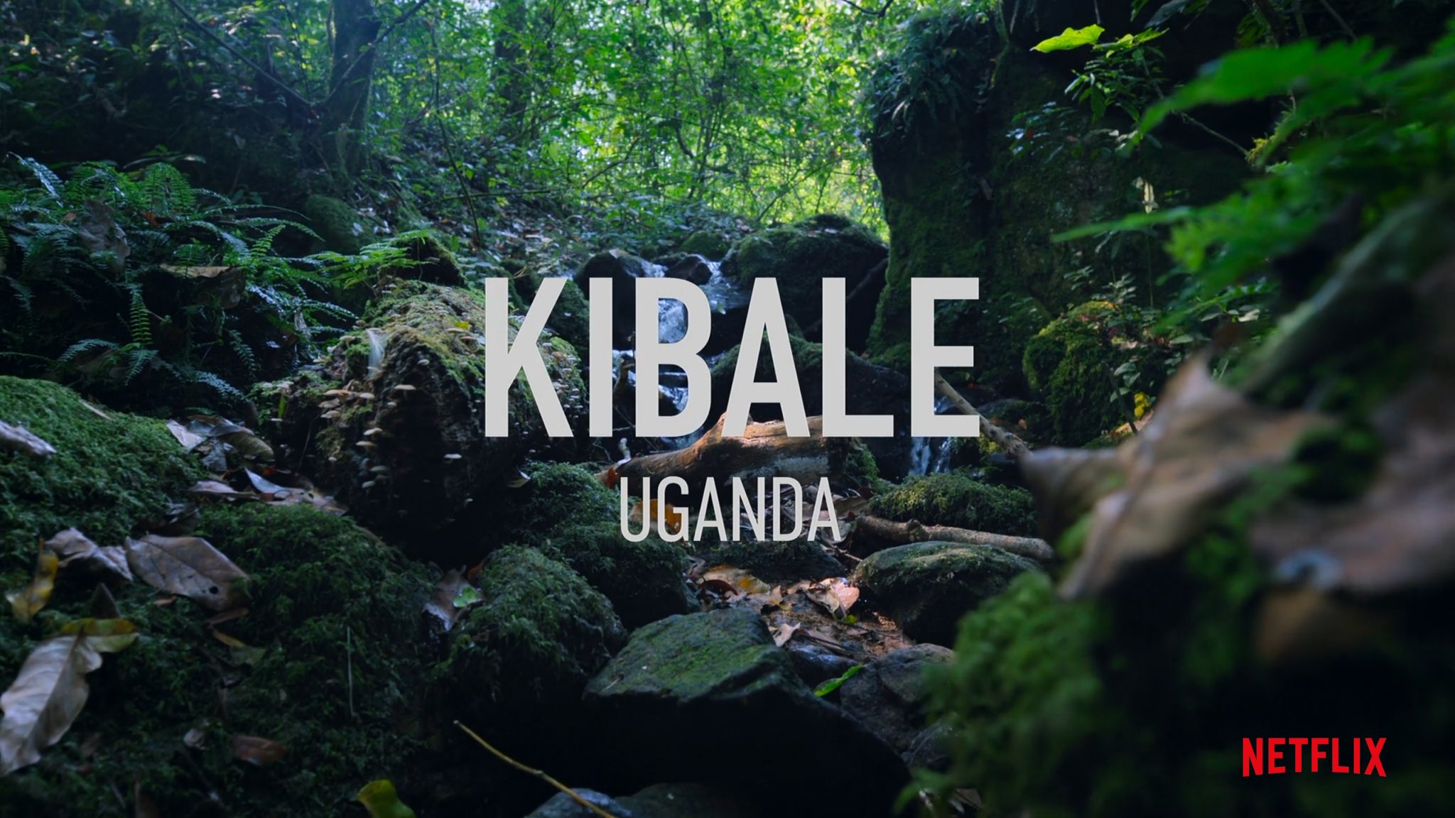 Kibale Forest Chimpanzee Trekking Uganda Safari