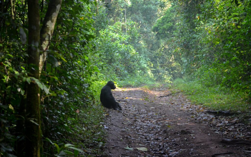 Best Uganda Chimpanzee Trekking Safari