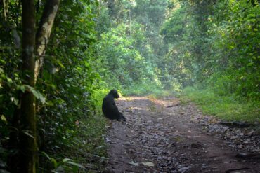 Best Uganda Chimpanzee Trekking Safari