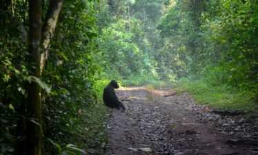 Best Uganda Chimpanzee Trekking Safari