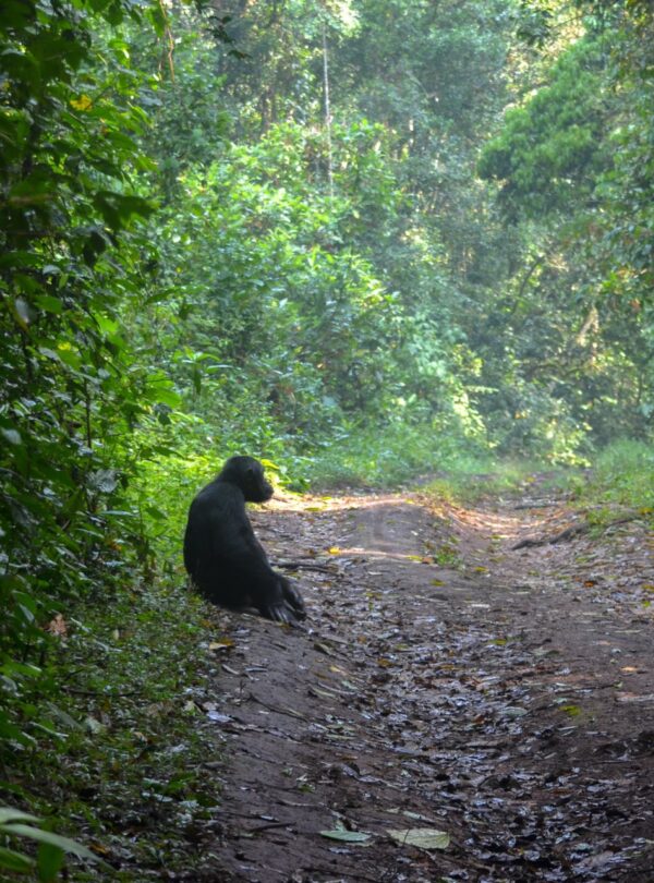 Best Uganda Chimpanzee Trekking Safari