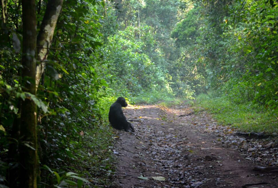 Best Uganda Chimpanzee Trekking Safari