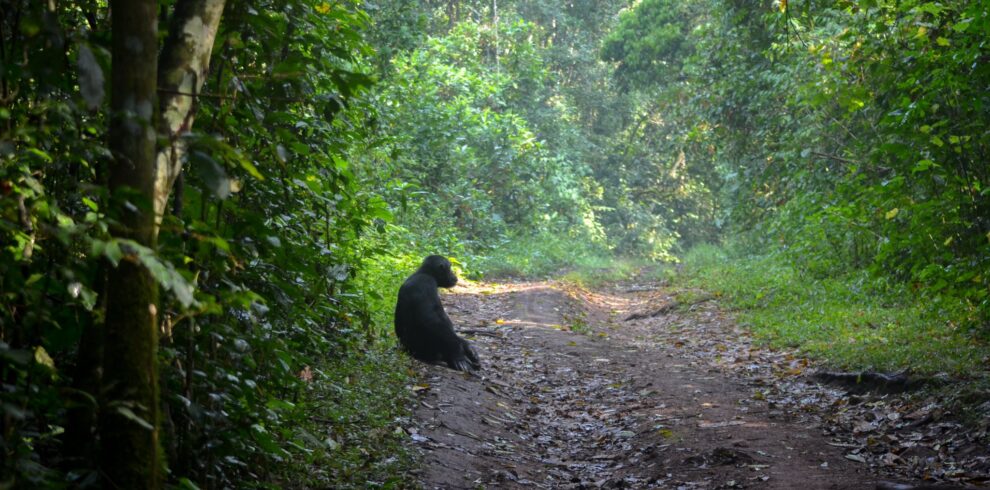 Best Uganda Chimpanzee Trekking Safari