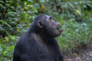 Short Uganda Safaris