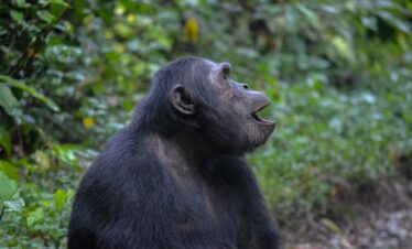 Short Uganda Safaris