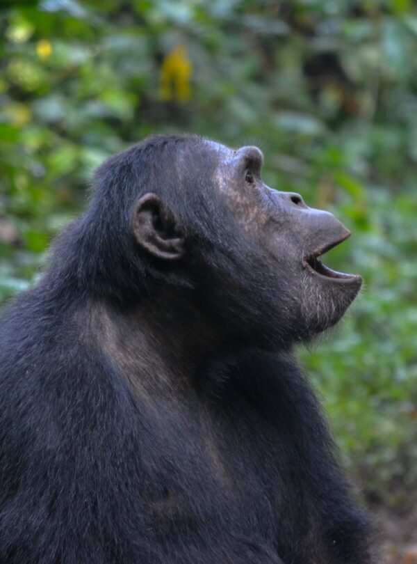 Short Uganda Safaris